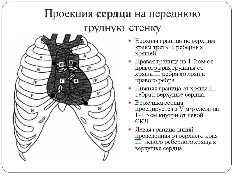 Проекция сердца на переднюю грудную стенку Верхняя граница по верхним краям третьих реберных хрящей.